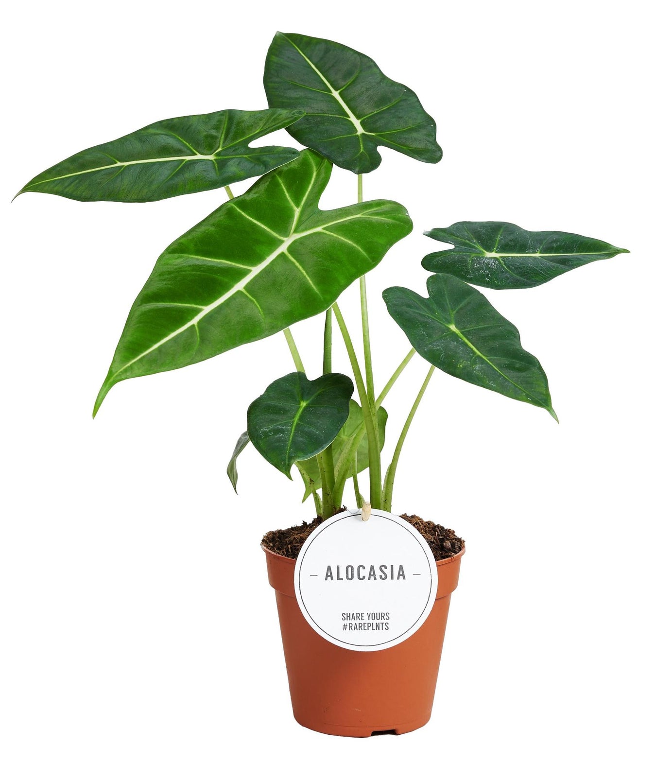 Alocasia (Olifantsoor)