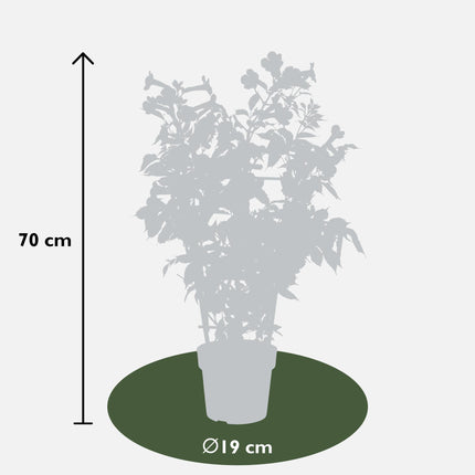 Campsis 'Indian Summer' - Trompetbloem - ↕65cm - Ø15cm - 2x