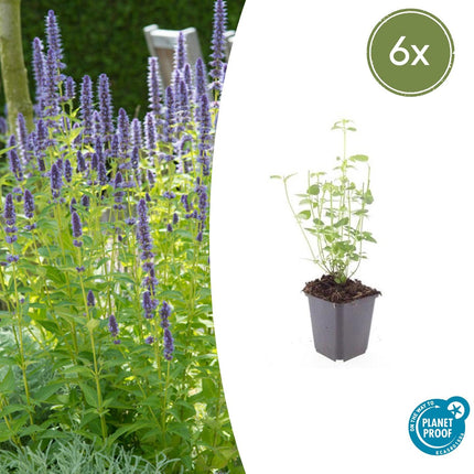 Agastache 'Black Adder' - Pianta di liquirizia - ↕10-25cm - Ø9cm - 6x