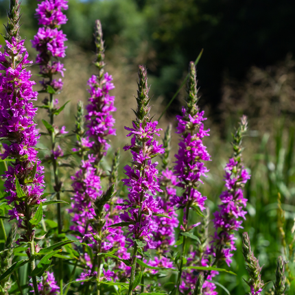 Large loosestrife - Lythrum salicaria - ↕10-25cm - Ø9cm - 48x