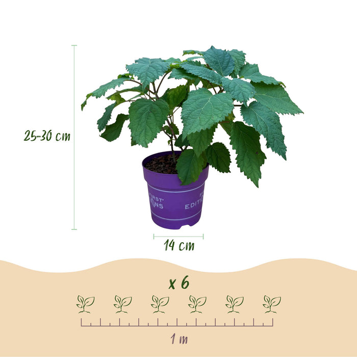 Hydrangea arborescens FlowerWOW - Hydrangea - Hardy - White - 3 Plants - 14cm Pot - Height 20-30cm