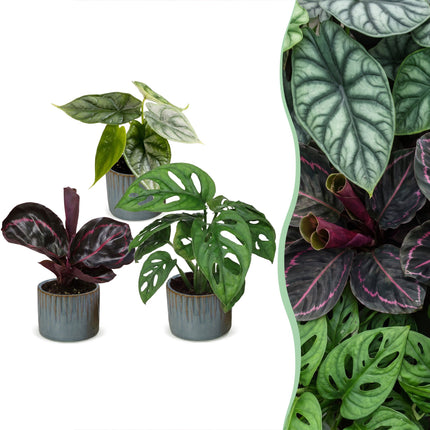 Baby Planten Jungle Mix - Diversen 3x - Tropisch - incl. Linnea Misty Blue - Ø6cm - ↕10-15cm