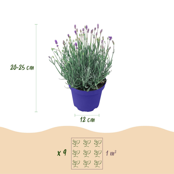 Lavandula angustifolia Hidcote - Lavendel - Paars - ↕20-25cm - Ø12cm - 18x
