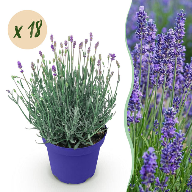 Lavandula angustifolia Hidcote - Lavender - Purple - ↕20-25cm - Ø12cm - 18x