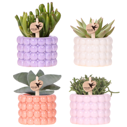 Kolibri Company | Set de plantas Poppy Mix | Plantas moradas, blancas, melocotón y rosas con verde Ø6cm