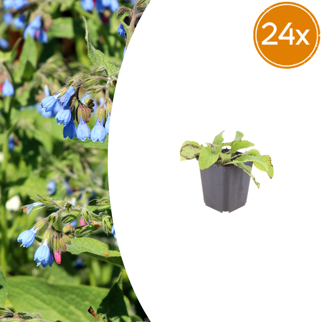 Consoude (Symphytum Grandiflorum)
