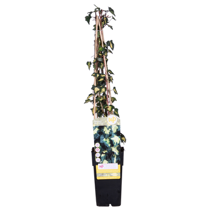 Hedera Helix 'Goldheart' - Vedbend - ↕65cm - Ø15cm - 4x