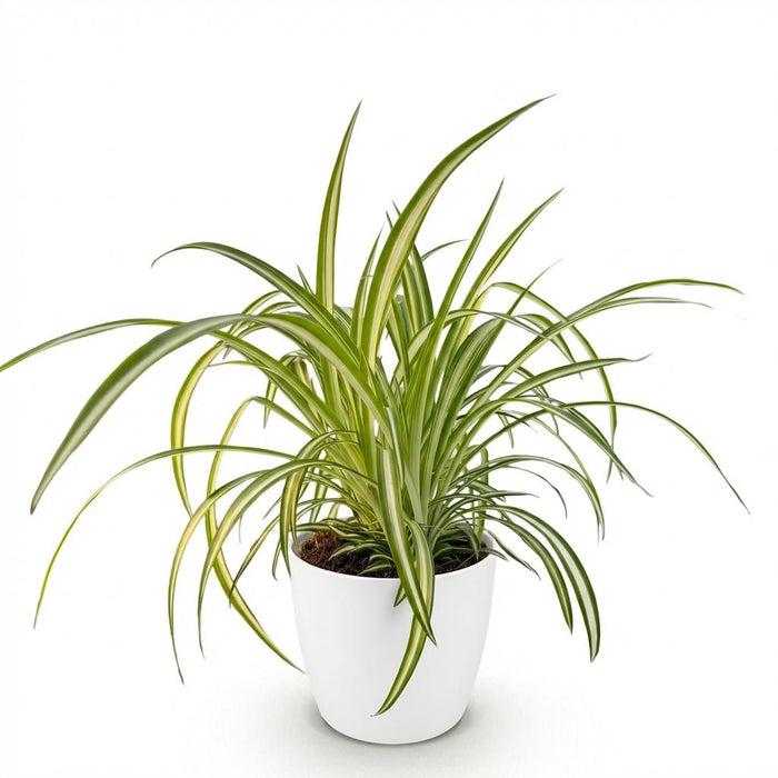 Chlorophytum comosum Variegatum - Bonte Graslelie - met witte plantenpot - ↕20cm - Ø12cm