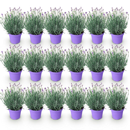 Lavandula angustifolia Munstead - Lavender - ↕20-25cm - Ø12cm - 18x
