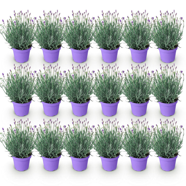 Lavandula angustifolia Munstead - Lavanda - ↕20-25cm - Ø12cm - 18x