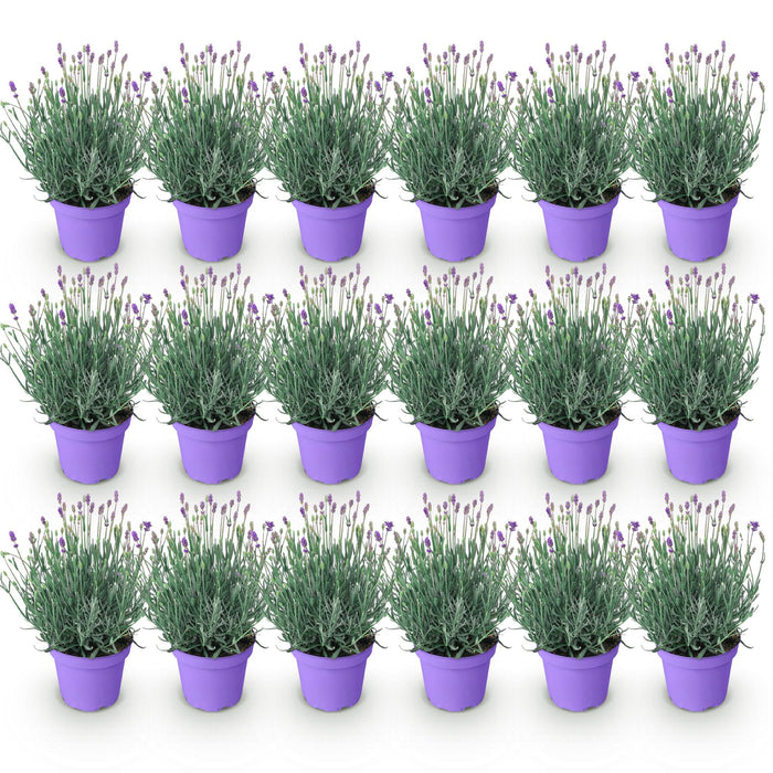 Lavandula angustifolia Munstead - Lavendel - ↕20-25cm - Ø12cm - 18x
