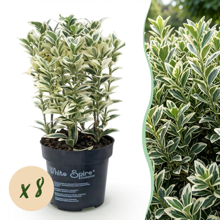 Euonymus japonicus White Spire - Kardinaalsmuts - 8x Haagplanten - Groenblijvend - Wit - Groen - Pot 9cm - Hoogte 20-30cm
