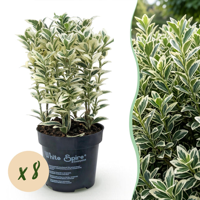 Euonymus japonicus White Spire - Kardinaalsmuts - 8x Haagplanten - Groenblijvend - Wit - Groen - Pot 9cm - Hoogte 20-30cm