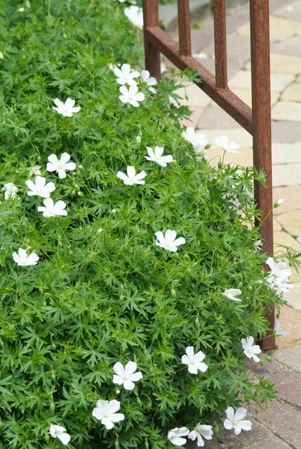 Geranium sanguineum 'Album' - ↕10-25cm - Ø9cm - 6x