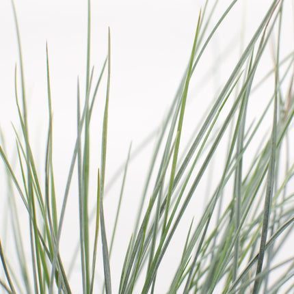 Festuca glauca Azura Blue - Blue Fescue - ↕30cm - Ø14cm