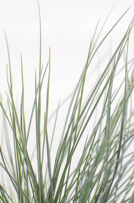Festuca glauca Azura Blue - Blauw Schapengras - ↕30cm - Ø14cm