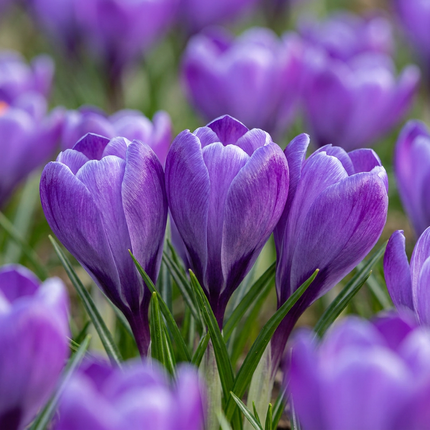 60x Crocus Blue - Bloembollen - Blauwe krokus - Blauw - Verwilderingsbol - Bolmaat 7/8