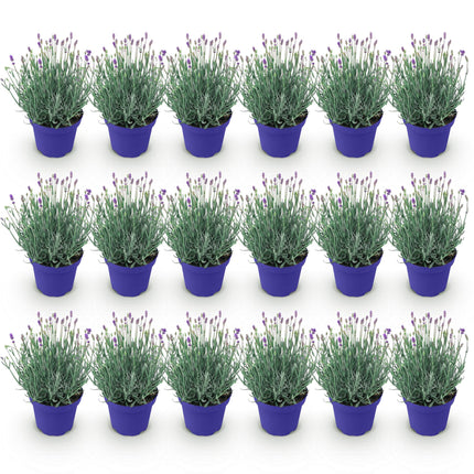 Lavandula angustifolia Hidcote - Lavender - Purple - ↕20-25cm - Ø12cm - 18x