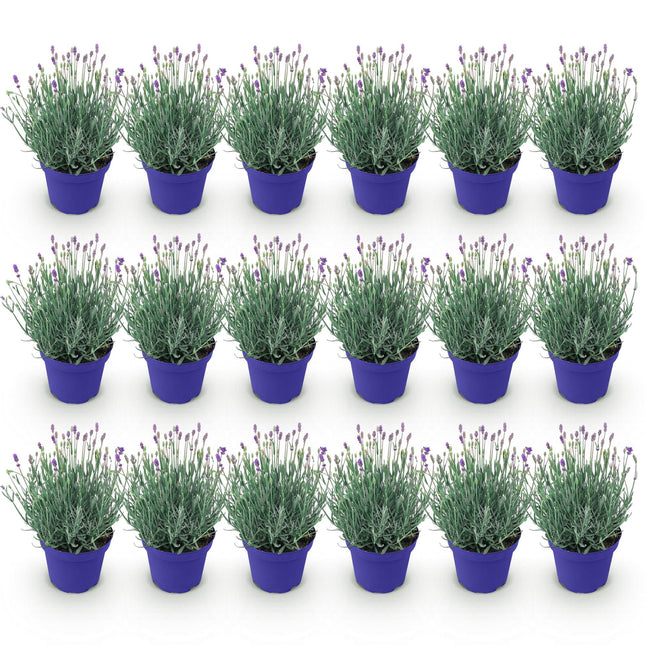 Lavandula angustifolia Hidcote - Lavender - Purple - ↕20-25cm - Ø12cm - 18x