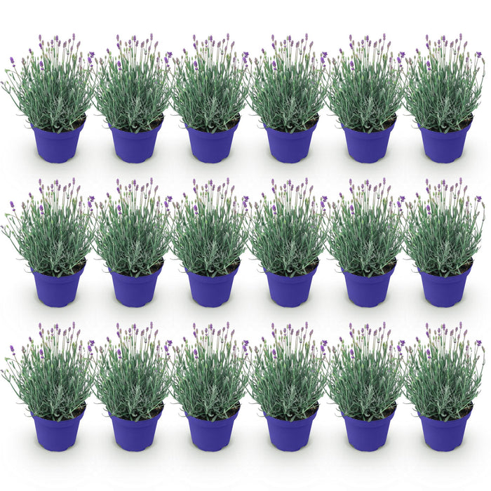 Lavandula angustifolia Hidcote - Lavendel - Paars - ↕20-25cm - Ø12cm - 18x