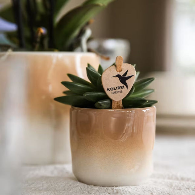 Kolibri Greens | Plantenset Gradience Gemengd - 3 Succulenten & 1 Stapelia Leendertziae