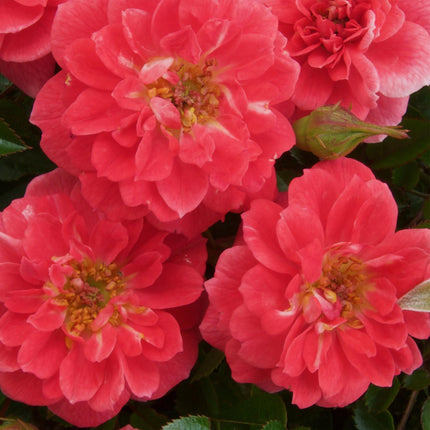 Climbing Rose - Rosa Salmon Queen - Flower Light Pink - Low Maintenance - 2 Plants - Pot 11cm Height 40cm