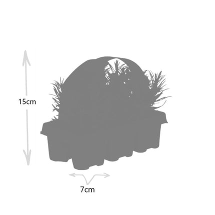 Lavendel angustifolia - ↕15cm - Ø7cm - 6x