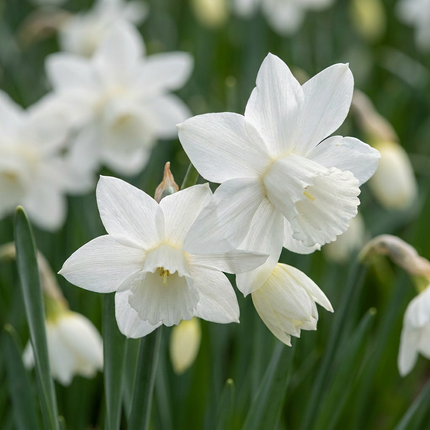 60x Narcissus Triandrus Thalia - Bloembollen - Engelennarcis - Wit - Voorjaarsbloeier - Bolmaat 10/12