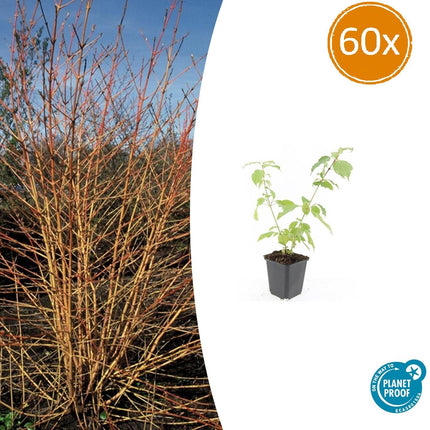 Cornus sanguinea 'Anny's Winter Orange' - Kornoelje - ↕10-25cm - Ø9cm - 60x