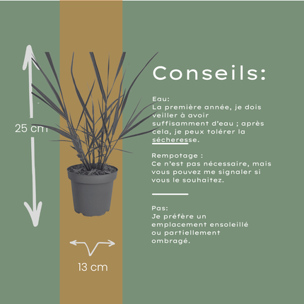 Panicum virgatum ‘Rotstrahlbusch’ – Vingergras - Ø12cm - 6x