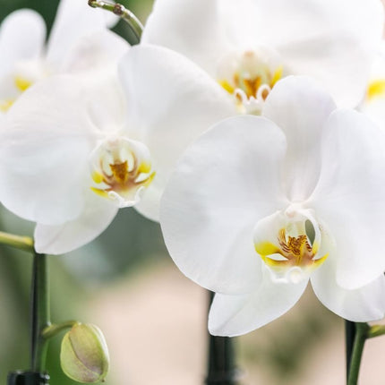 Kolibri Orchids | Witte Niagara Falls orchidee + Horizon sierpot wit – potmaat Ø12cm