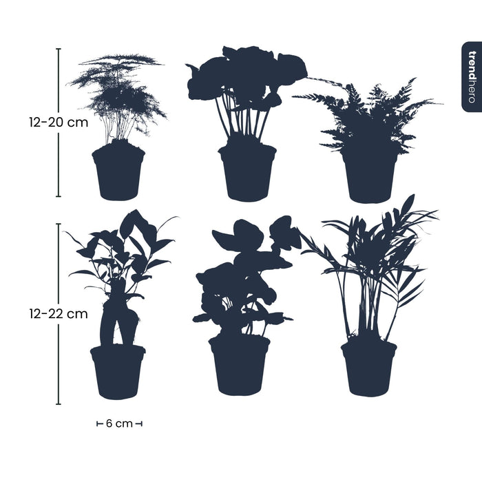 Planten Set - Groen - 6 groene planten - potmaat 6 cm