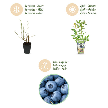 Heidelbeerpflanze (Vaccinium corymbossum 'Bluecrop') – Topf 9 cm – 6 Heidelbeeren