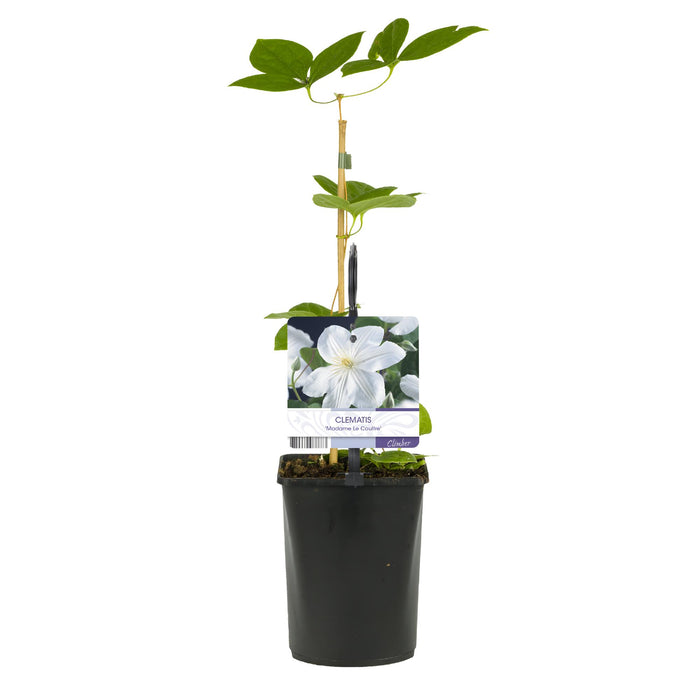 Clematis Madame Le Coultre - Bosrank - bloem wit - ↕40cm - Ø11cm - 2x