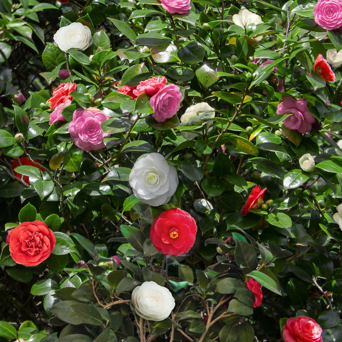 Camelia japonica Tricolour - Bloem Roze, Wit en Rood - 1x - Groenblijvend - Heester - Pot 15cm Hoogte 30cm
