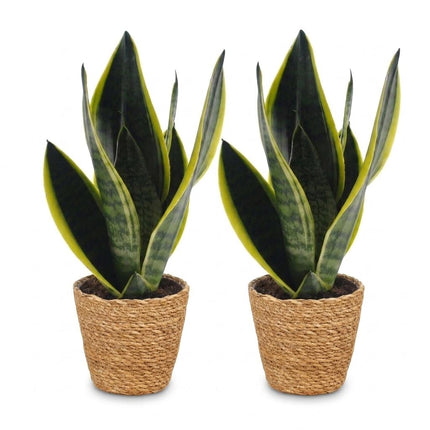 Sansevieria Future Superb - Vrouwentong - 2x - met Mand - Pot 12cm - Hoogte 35cm