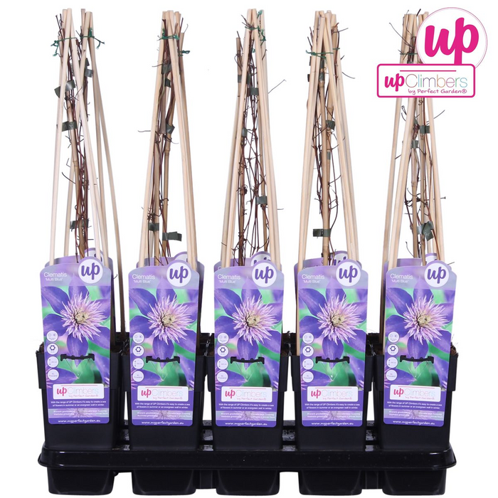 Clematis Multi Blue - Clematis Blauw - ↕65cm - Ø15cm