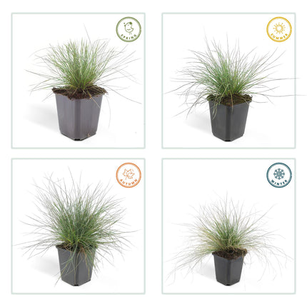 Festuca glauca 'Elijah Bleu' - Blauw Schapengras - ↕10-25cm - Ø9cm - 48x