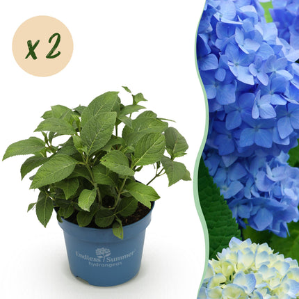 Hortensja Endles Summer Orginal Blue - Hortensja - Niebieska - ↕20-25cm - Ø14cm - 2x