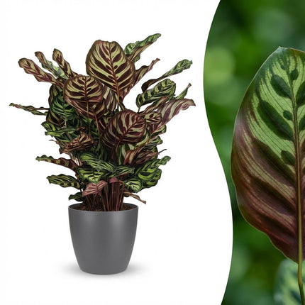 Calathea Makoyana - Roślina pawia - w szarej doniczce - ↕70cm - Ø19cm