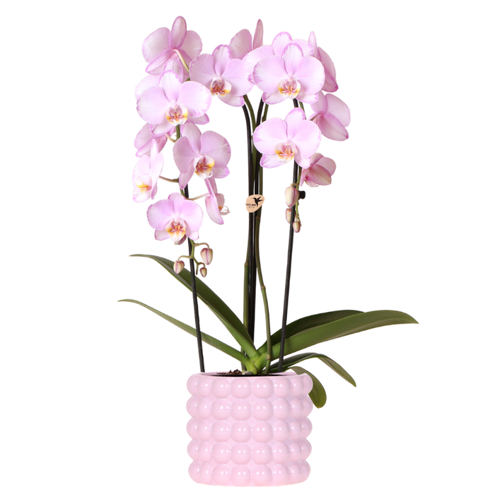 Kolibri Orchids | Roze Niagara Falls orchidee + Poppy roze sierpot – Ø12cm | bloeiende kamerplant