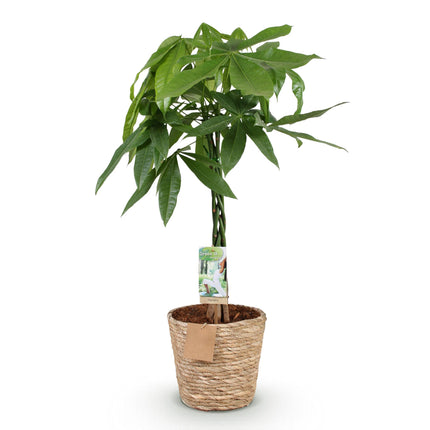 Pachira Aquatica gevlochten stam - Geldboom - met mand - ↕80-90cm - Ø21cm