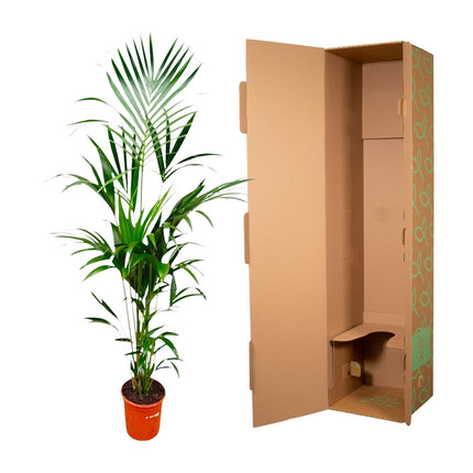 Kentia Palm - ↕180cm - Ø21-25cm