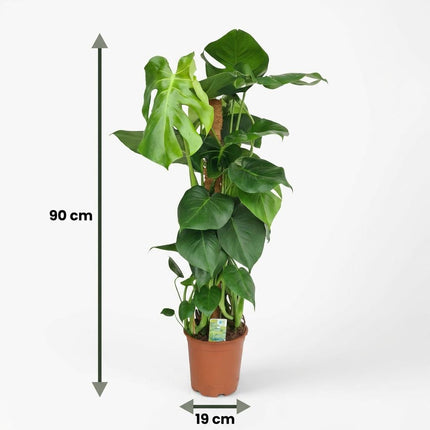 Monstera Deliciosa mosstok - Gatenplant - ↕90cm - Ø19cm