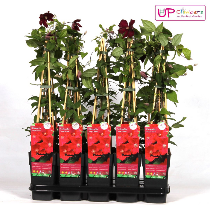 Clematis Hagley Hybrid - Clematis Rood - ↕65cm - Ø15cm
