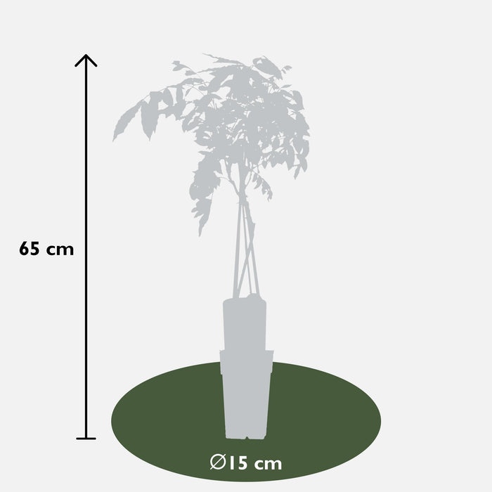 Wisteria sinensis 'Prolific' - Blauwe regen - ↕65cm - Ø15cm