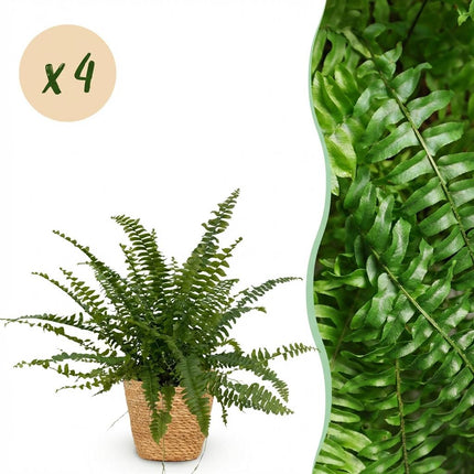 Nephrolepsis exaltata Green Lady - Felce - con cestino - ↕25cm - Ø12cm - 4x
