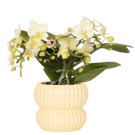 Kolibri Orchids | Gele Botanic orchidee + Horizon sierpot geel – potmaat Ø9cm