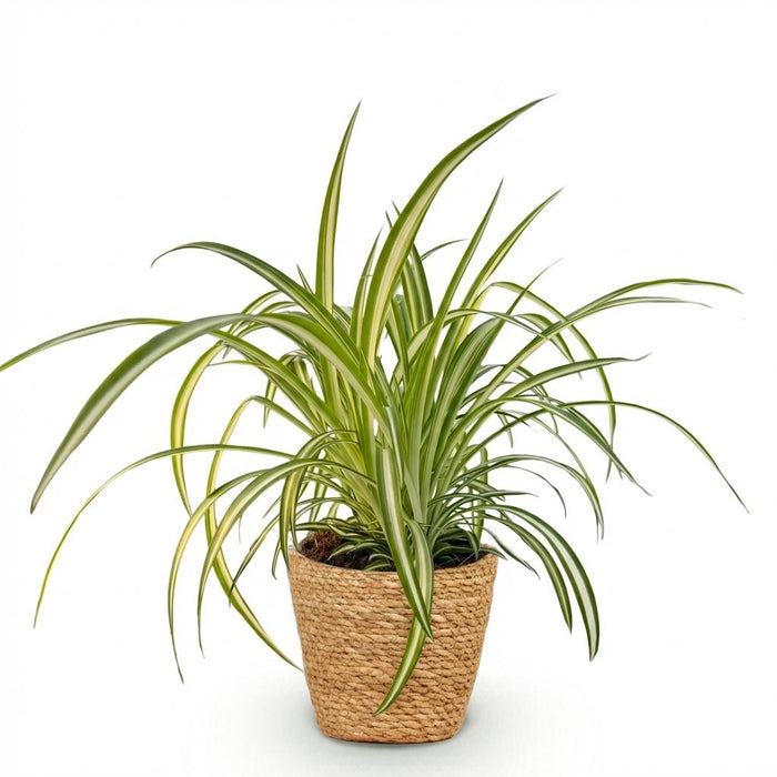 Chlorophytum comosum Variegatum - Bonte Graslelie - met Mand - ↕20cm - Ø12cm