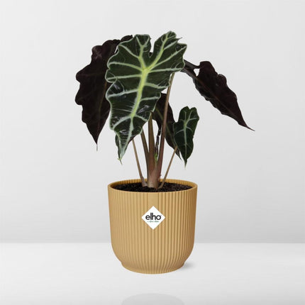 Alocasia 'Polly' in gelbem elho Vibes Fold - ↕20-30cm - Ø14cm